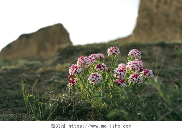 西北黄土高原清晨山上的野花自然